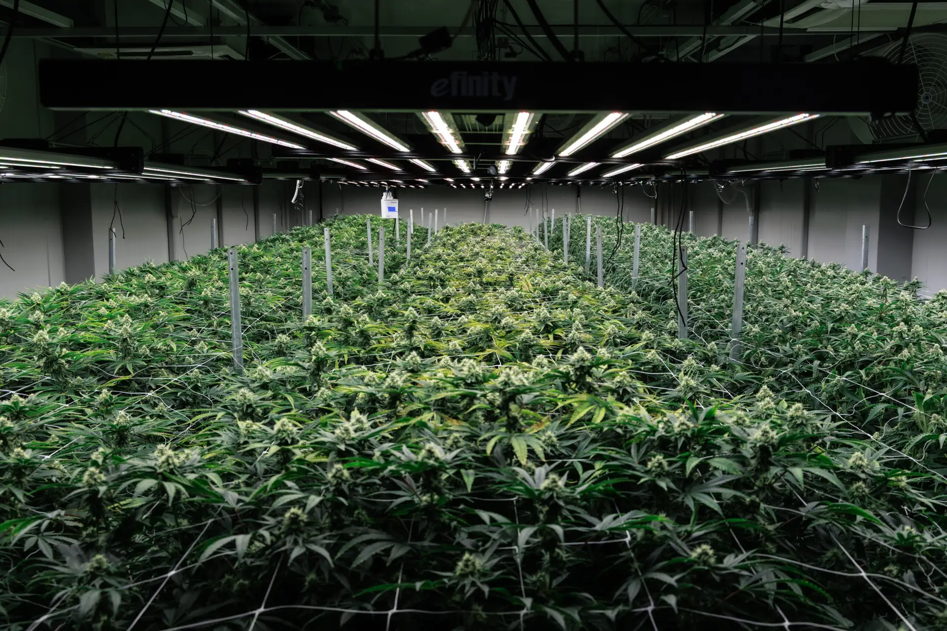 Flower Room