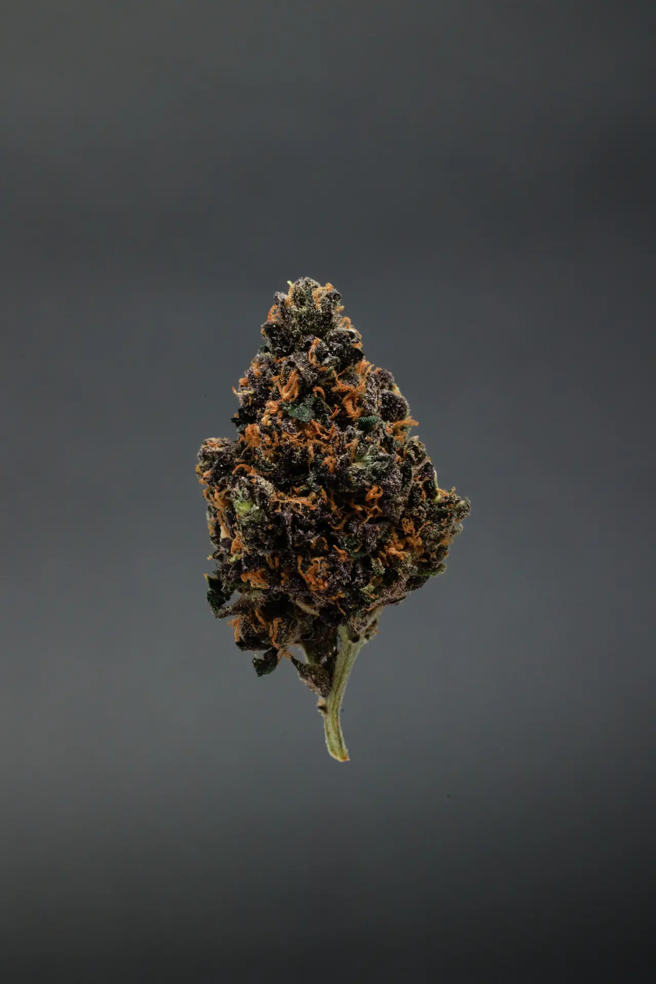 Gelato 33